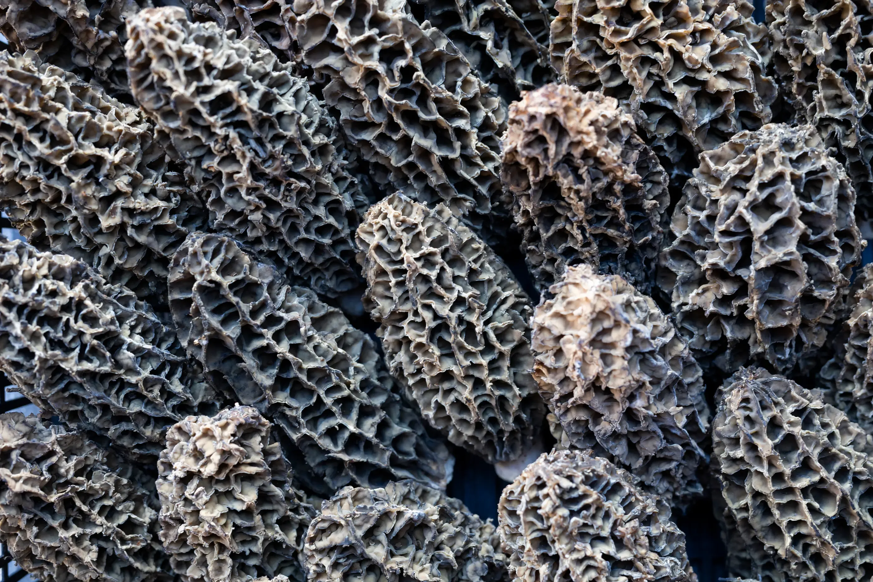 Texture rugueuse et irrégulière de l'écorce d'un arbre avec des motifs complexes et des protubérances